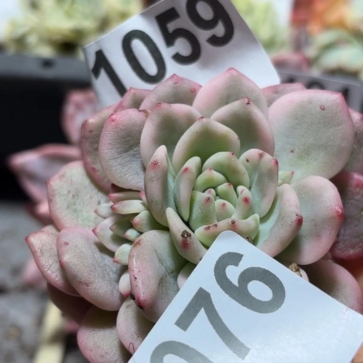 爱丽儿锦头盖多肉植物满18包邮当场凑单