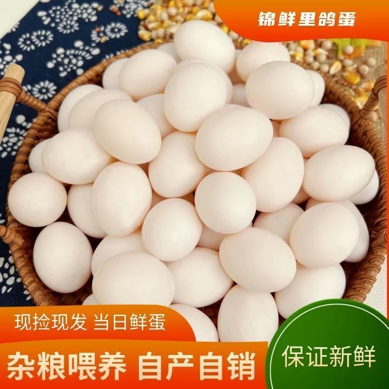 新鲜鸽子种蛋可以孵化