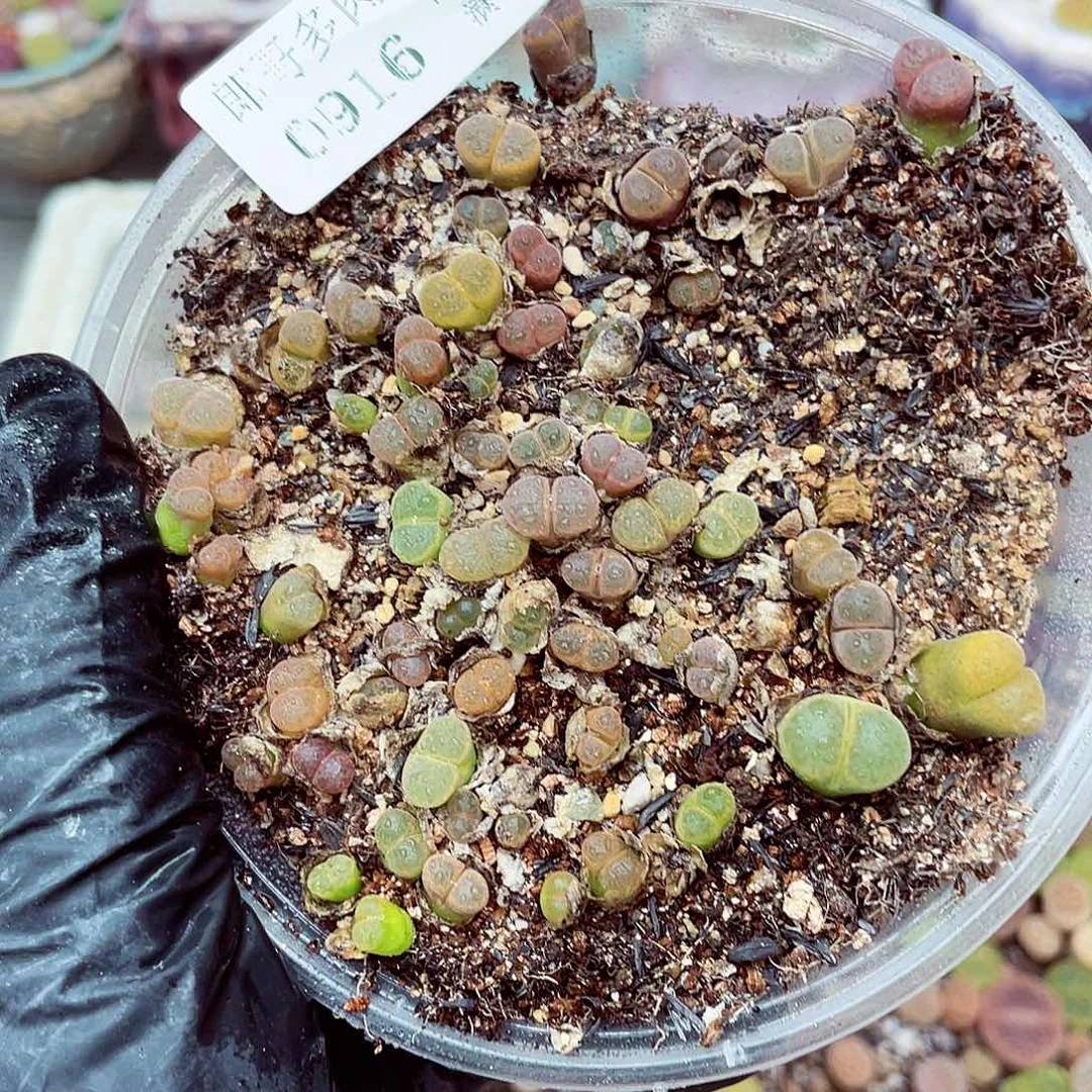 生石花满18包邮0916-193