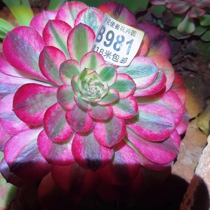 多肉法师荔枝多多