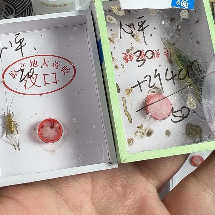 心***平蟋蟀哈哈哈哈哈哈哈哈哈哈