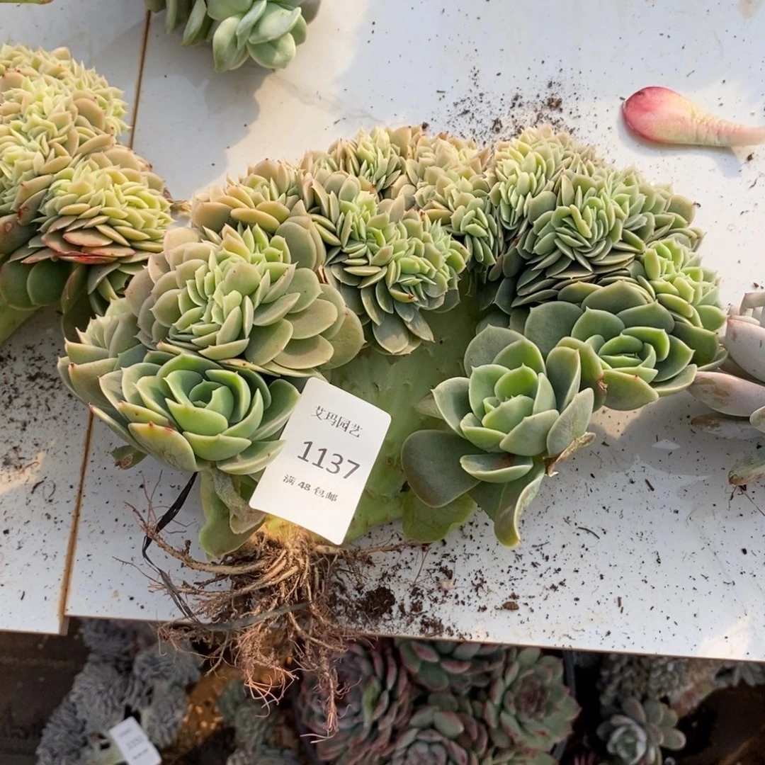 辛纳塔缀化多肉多肉1137