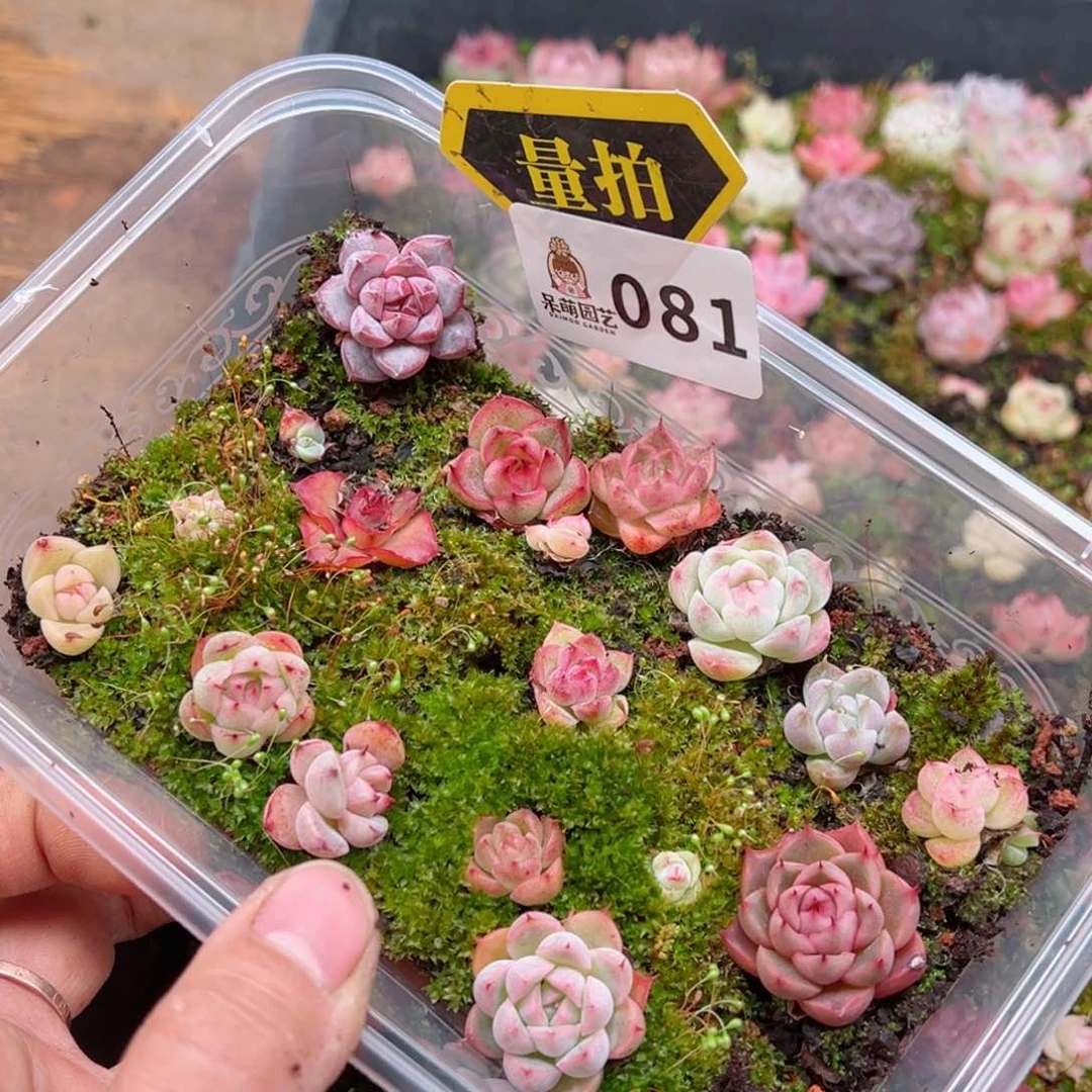 多肉植物多肉植物