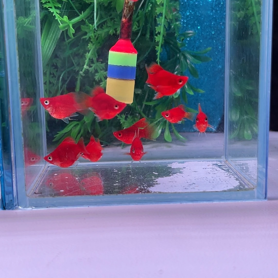 孔雀鱼黑眼红球8+2备损