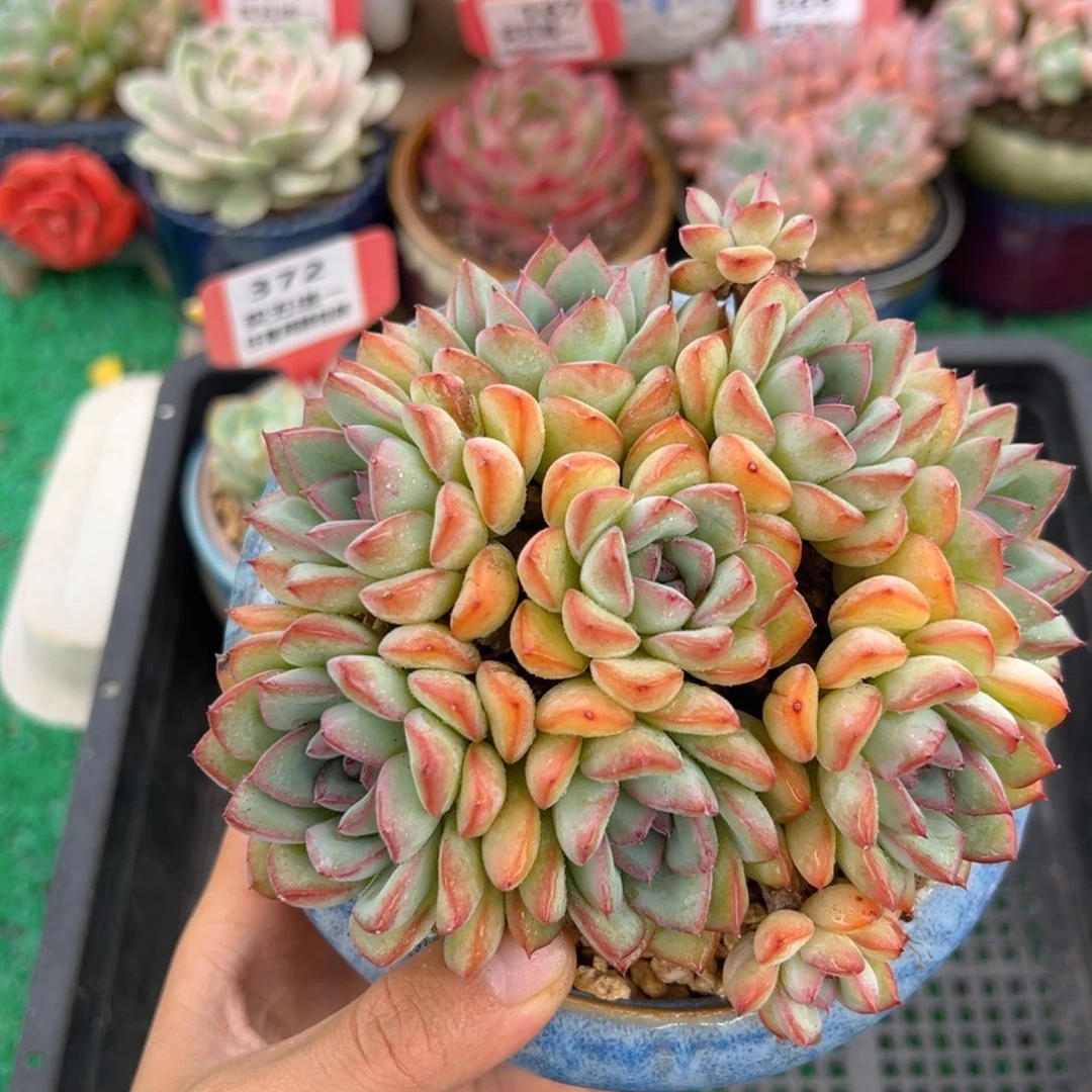 表妹精品多肉植物373.