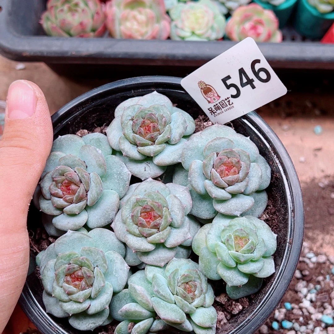 多肉植物多肉植物