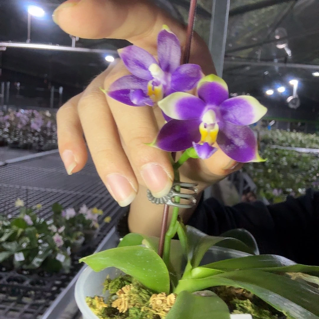 当前无花朵，栽培后可花朵A596yss1180