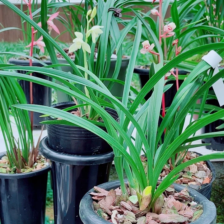 你***好无花朵一物一漂亮开花