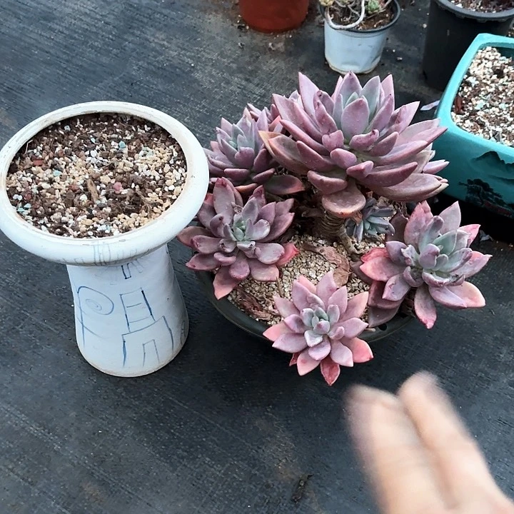 冰***瑰多肉植物，桃花源物流到付