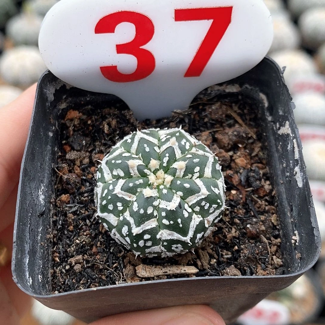 37v兜系列产品福利