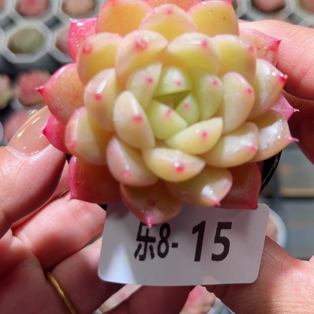 乐8-15 新品单头