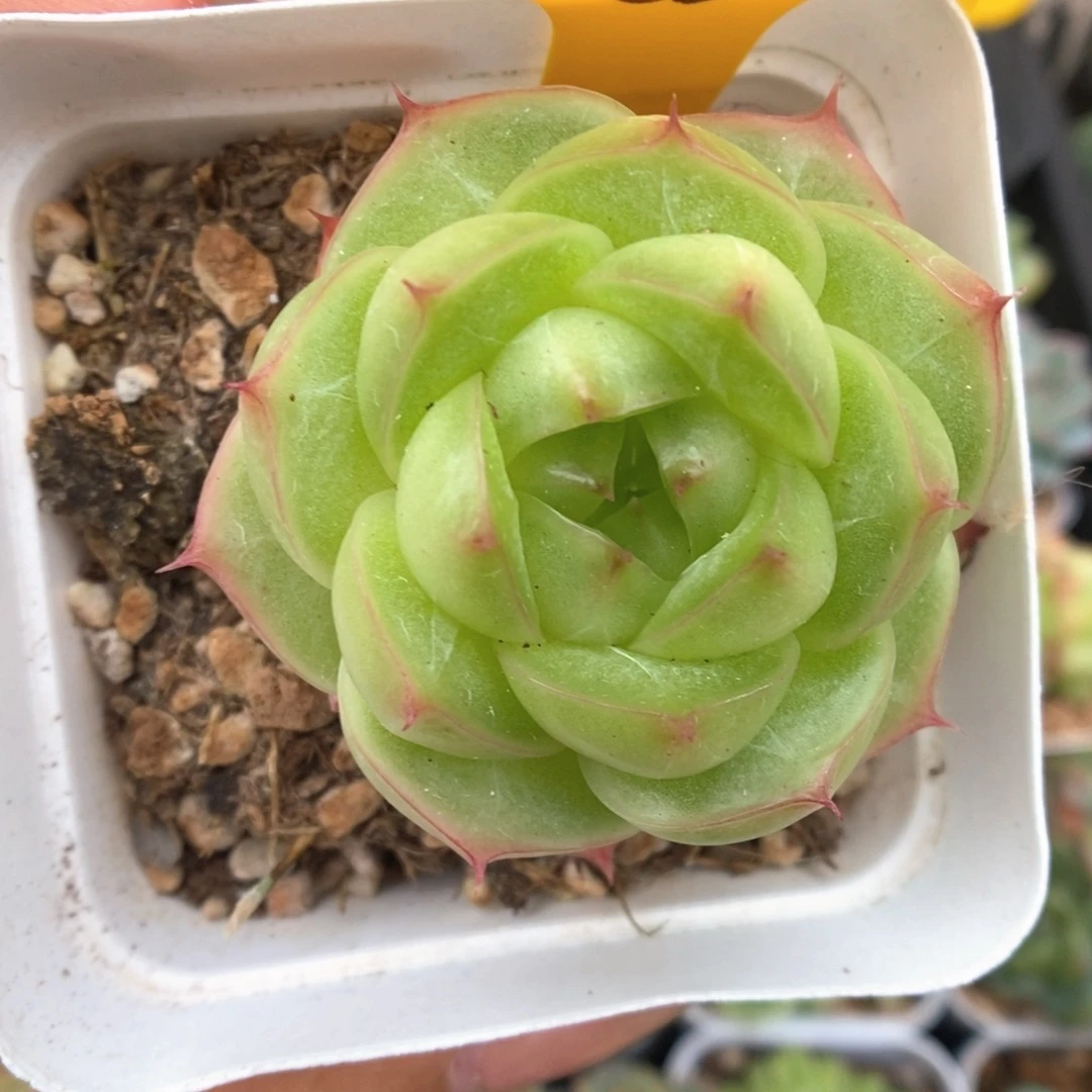 云初麦秆可拍933号。