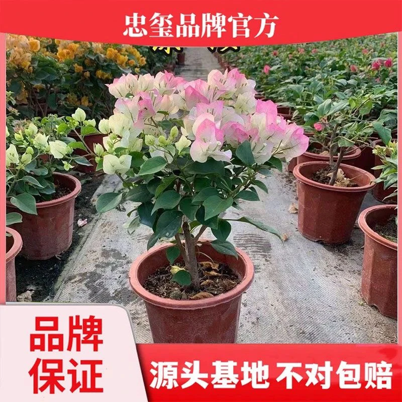 百变绿樱带花苞6年原盆原土发货 三角梅品牌精品 发货四季开花