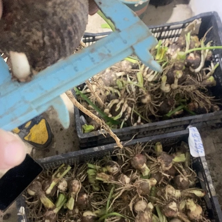 僵美人朱顶红5以上