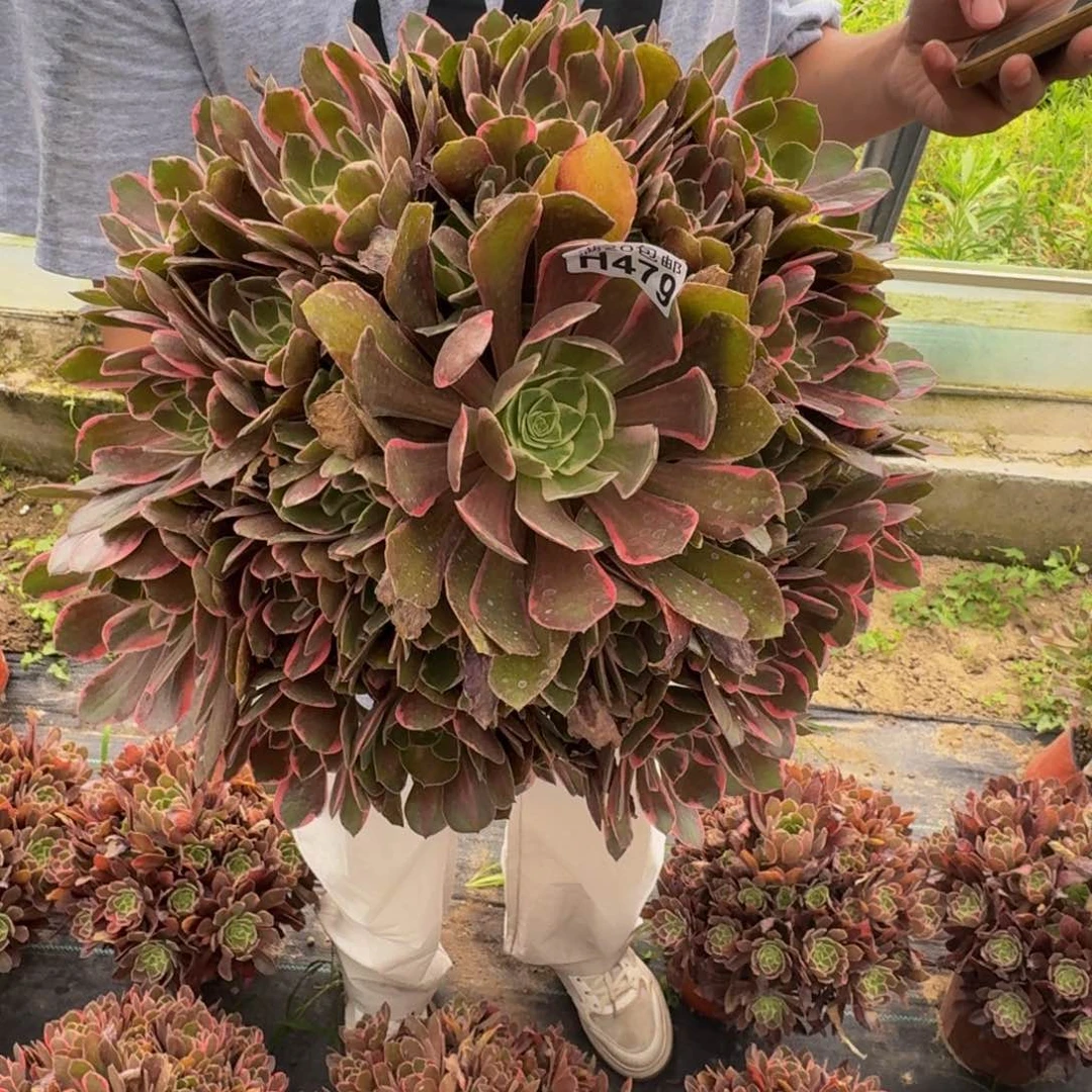 无花朵479多肉植物捧花的