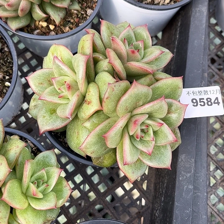 阿雅园艺。       9584玛丽亚