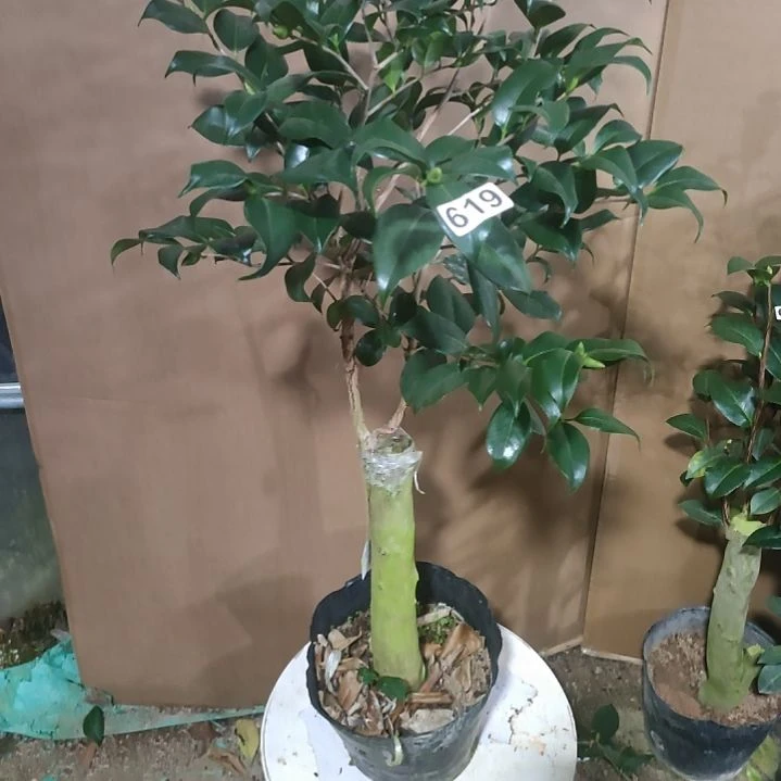619法兰克吉普森，原盆原土发货，不包邮