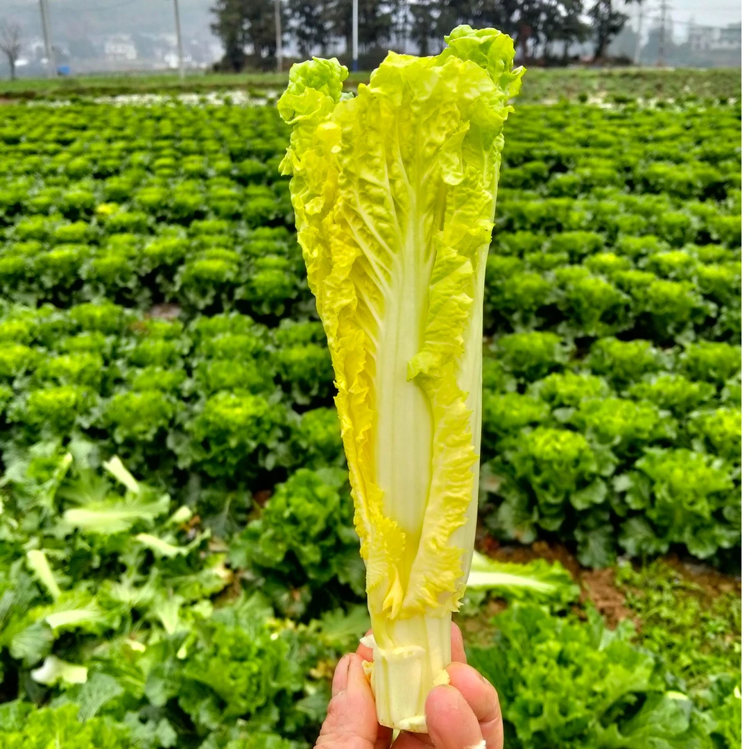 贵州高山露天种植青口白菜苔