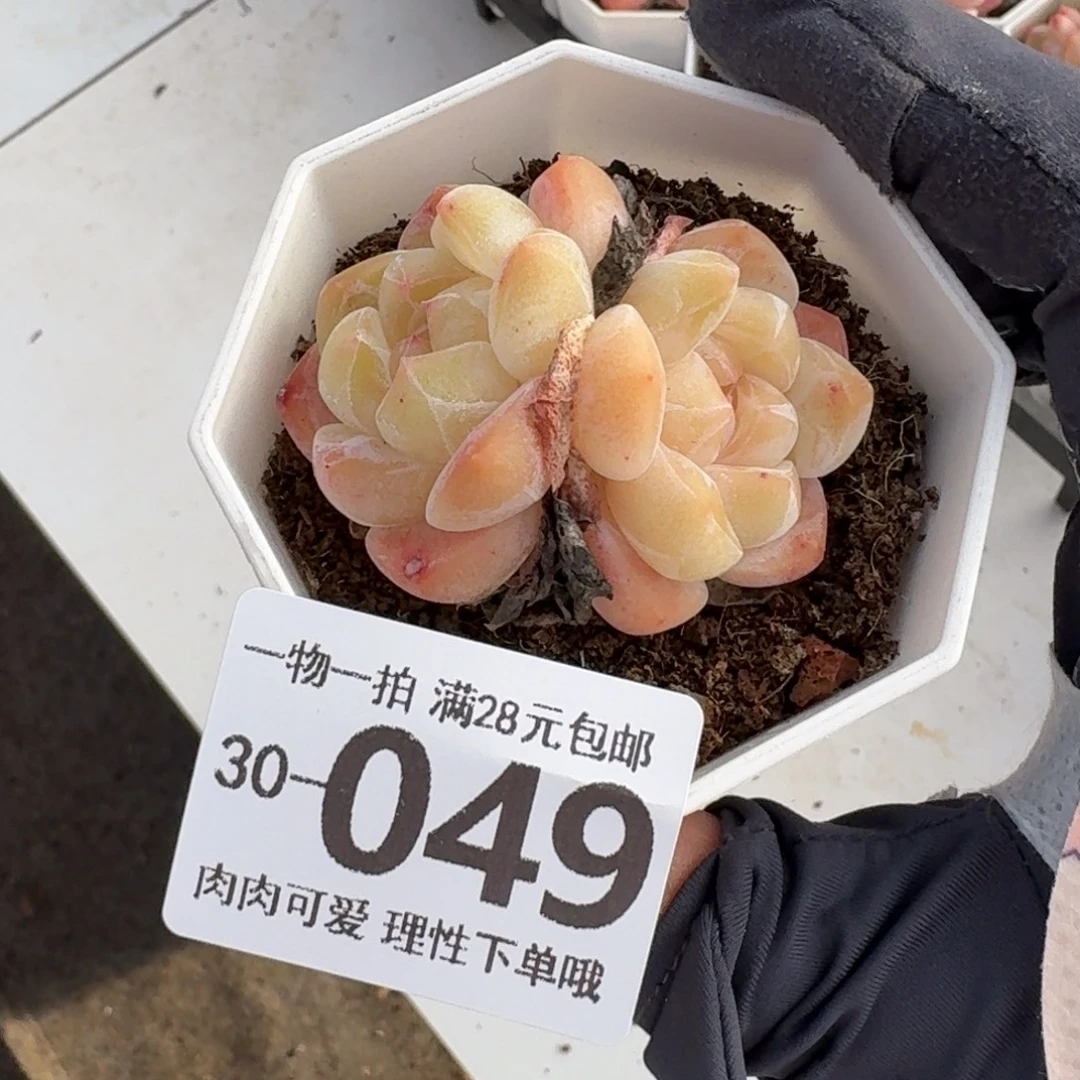 和田玉无盆土发货无盆土发货无