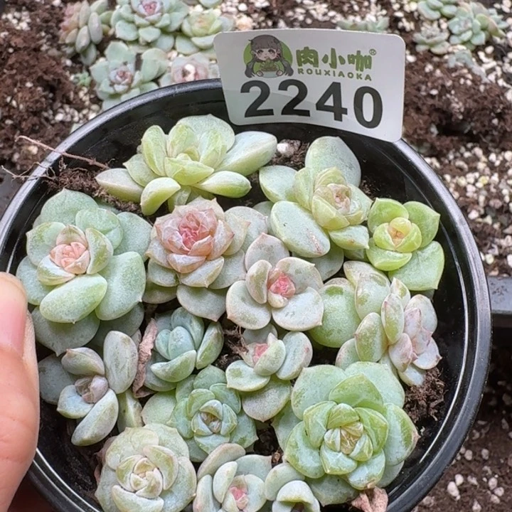 无花朵多肉植物多肉植物