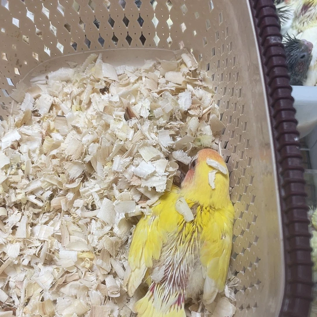 桃脸牡丹鹦鹉黄桃牡丹