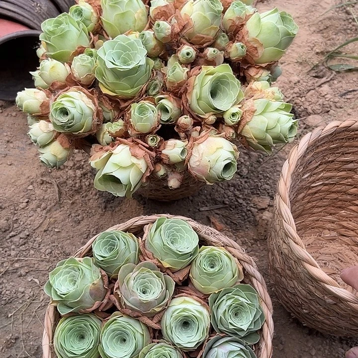 混播玫瑰多肉30个送2筐