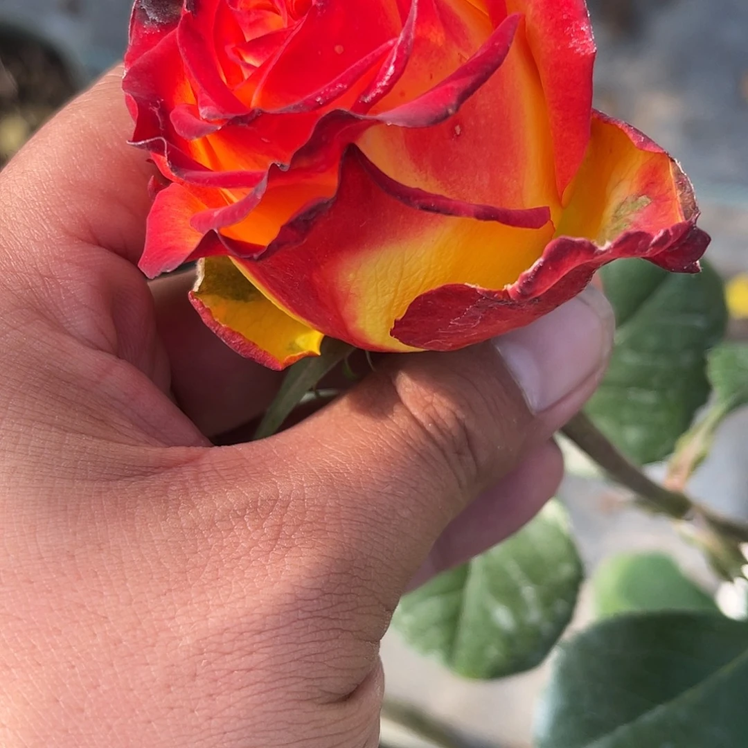 无花朵———凤凰钗 福利