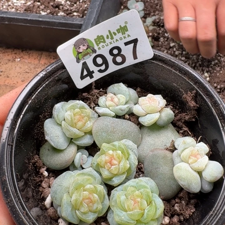 多肉植物多肉植物