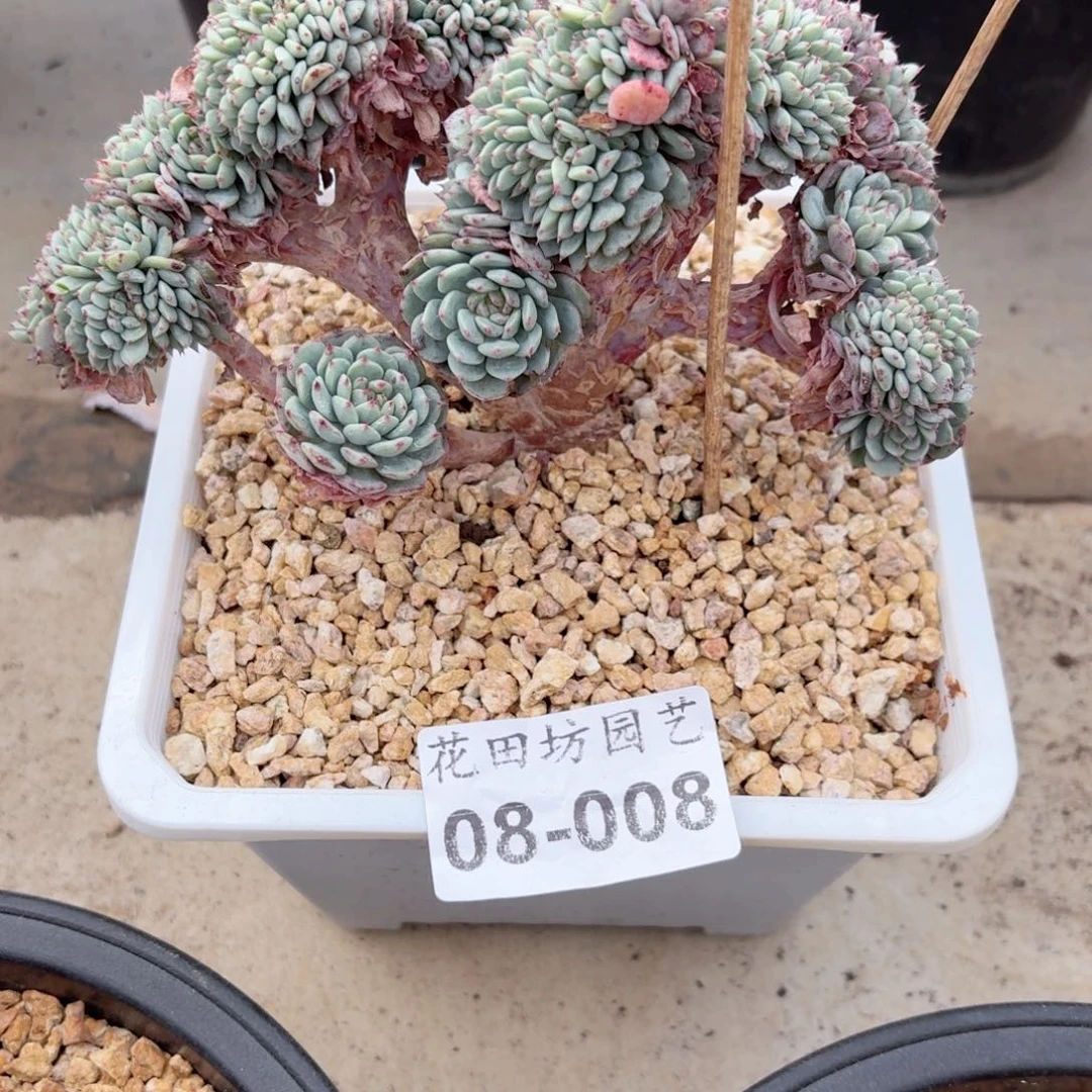 08.008白胖子缀化