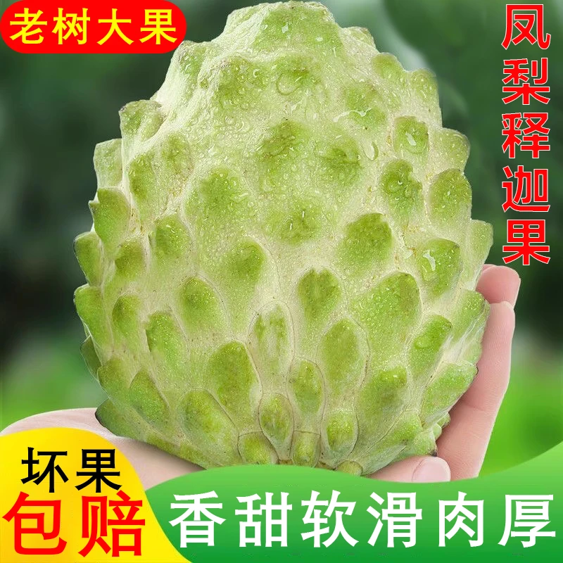 新鲜现摘凤梨大目释迦果5斤 新鲜农产品牛奶凤梨佛头果当季水果