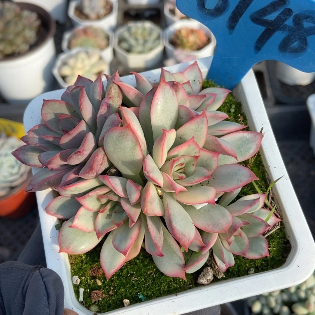 6148月光Muriel锦多肉