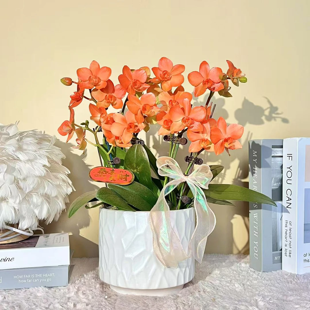 花掌柜 橙心橙意 特殊工艺蝴蝶兰年宵花 室内精品观赏花卉组盆