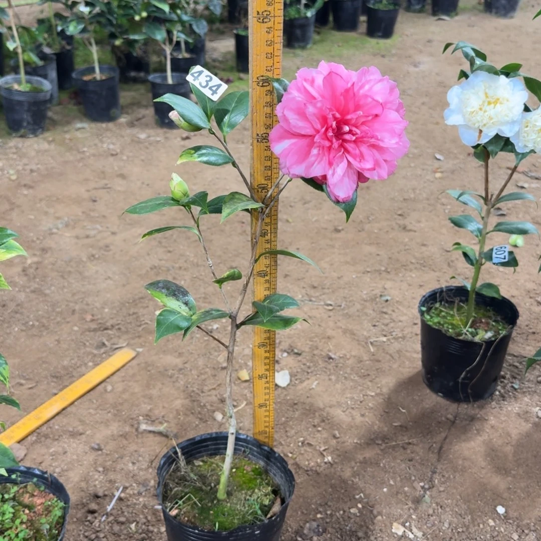 少量花朵（建议范围：2朵-5朵 或40%以下）434斑林修