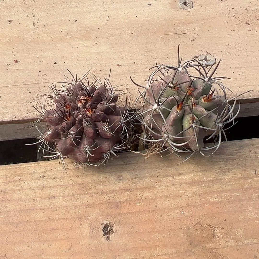 7784 一对实生黑帝玉变种和蓝白素妆