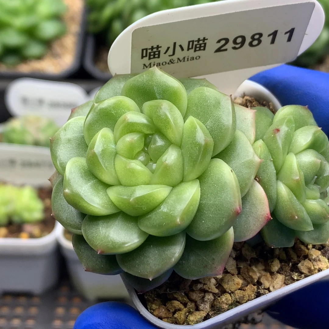 多肉植物杂交珍妮