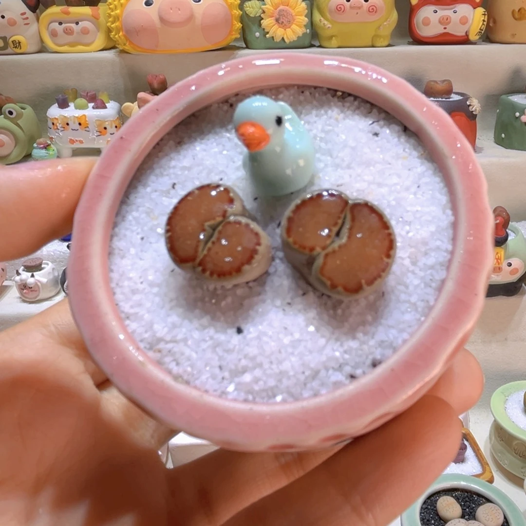 036高端多肉带盆带土