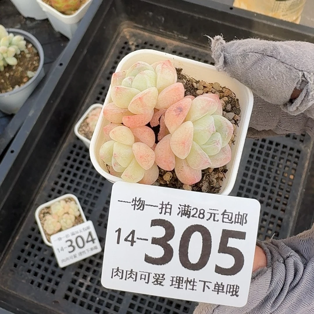 冰玉无盆土发货无