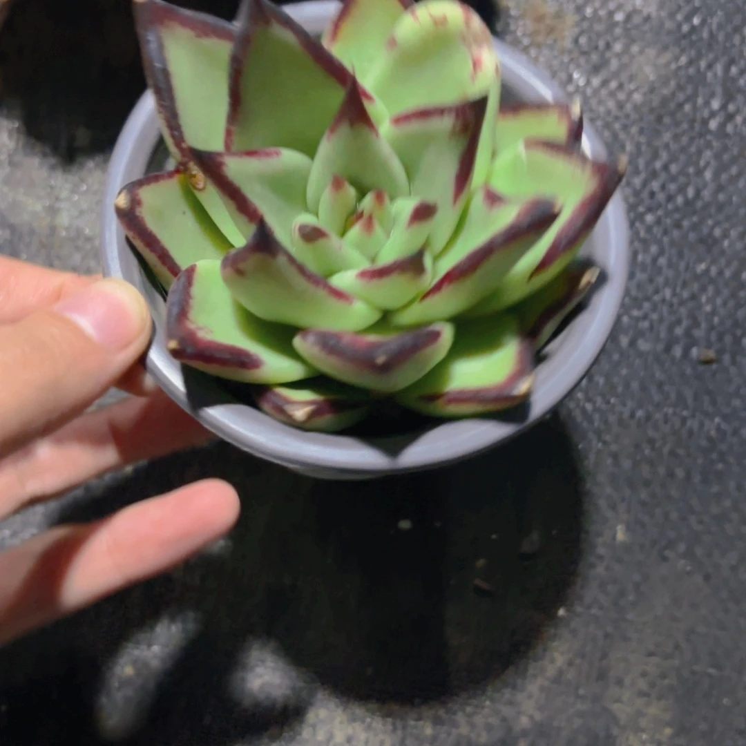 乌木新疆包邮有瑕疵