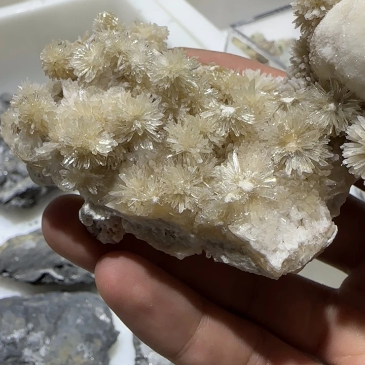 Ø***四昌化石印石原石料