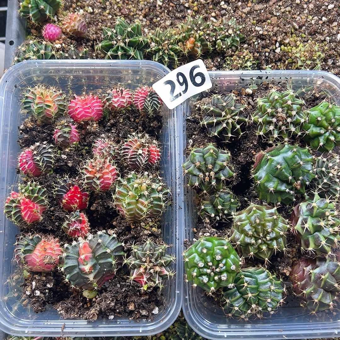 当前无花栽培后可以开花296