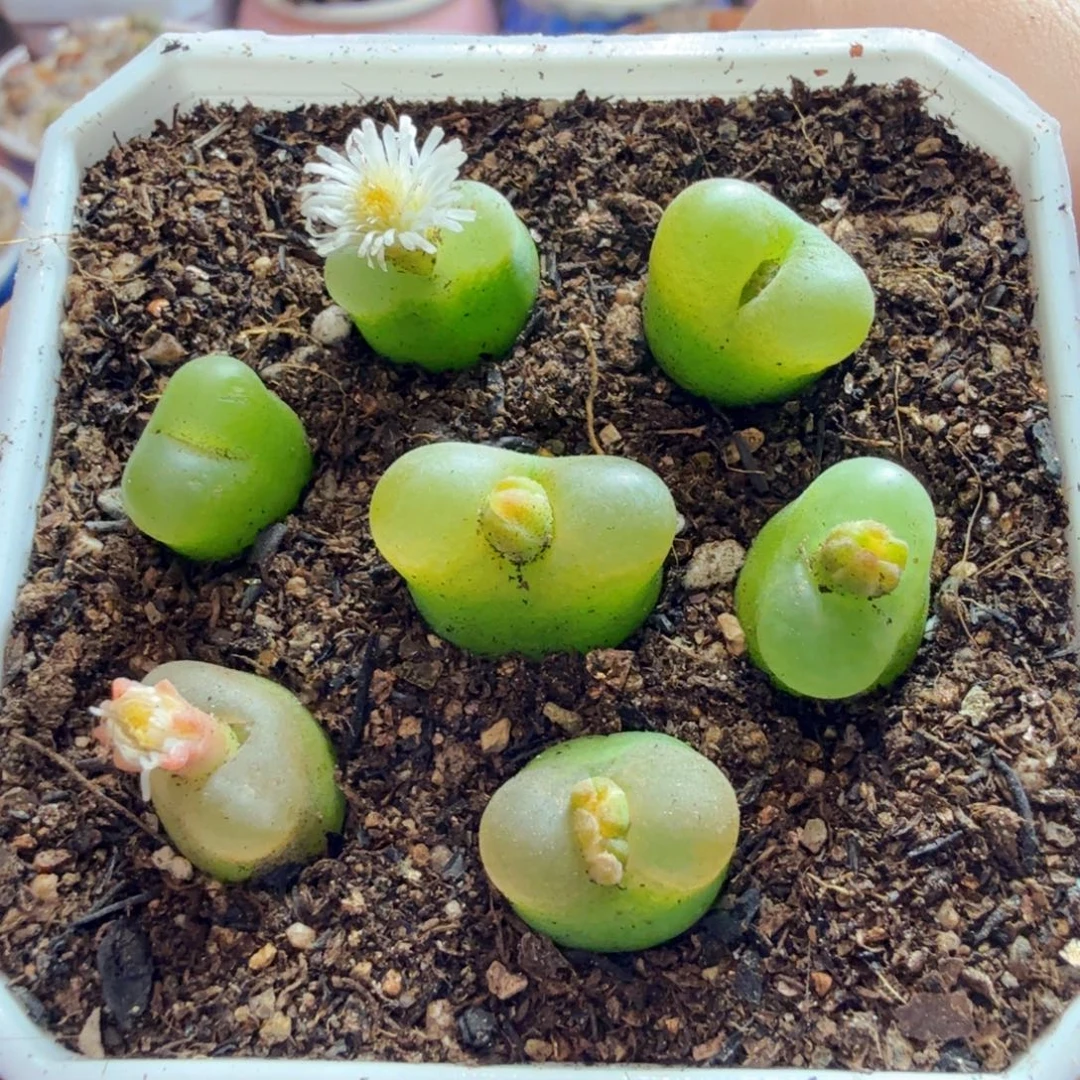 多肉植物的生长发育和生长695