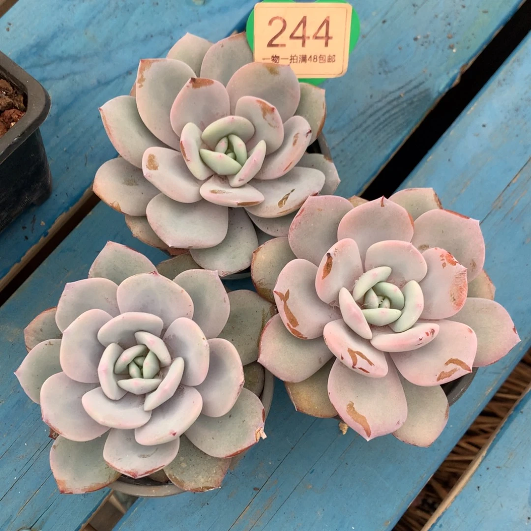 韩版奶茶单头3颗244