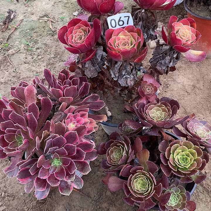无花朵067三颗多肉植物组合