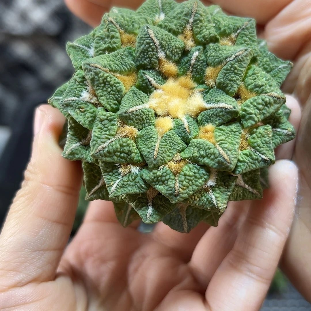 晚1号自根大尤黑牡丹6.9公分