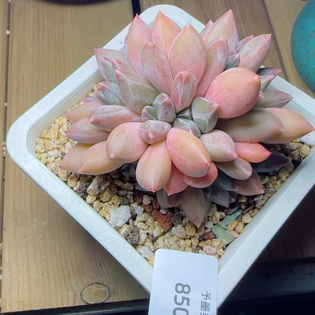 重楼缀化，8500多肉植物