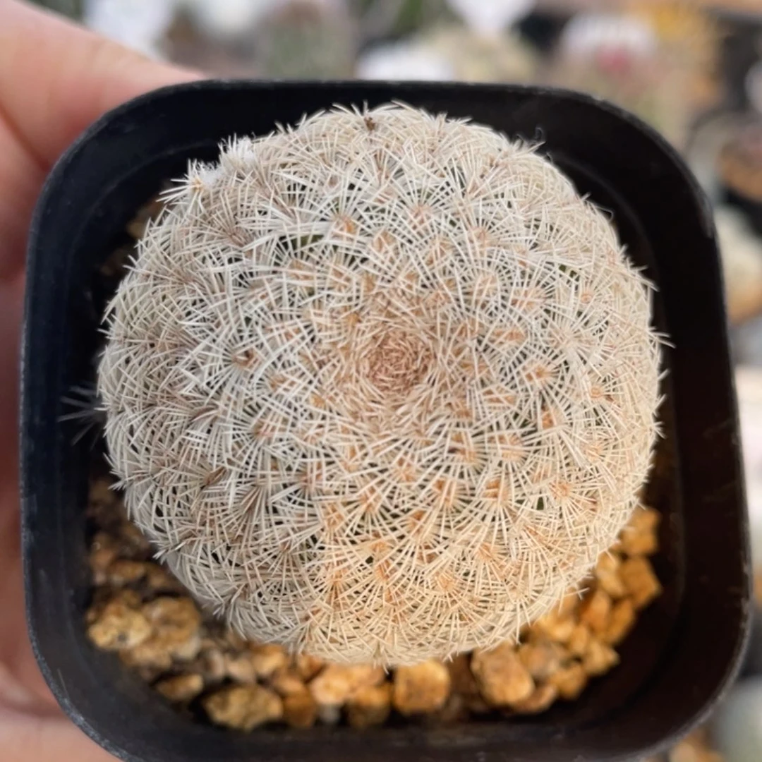 白元虾         折后价