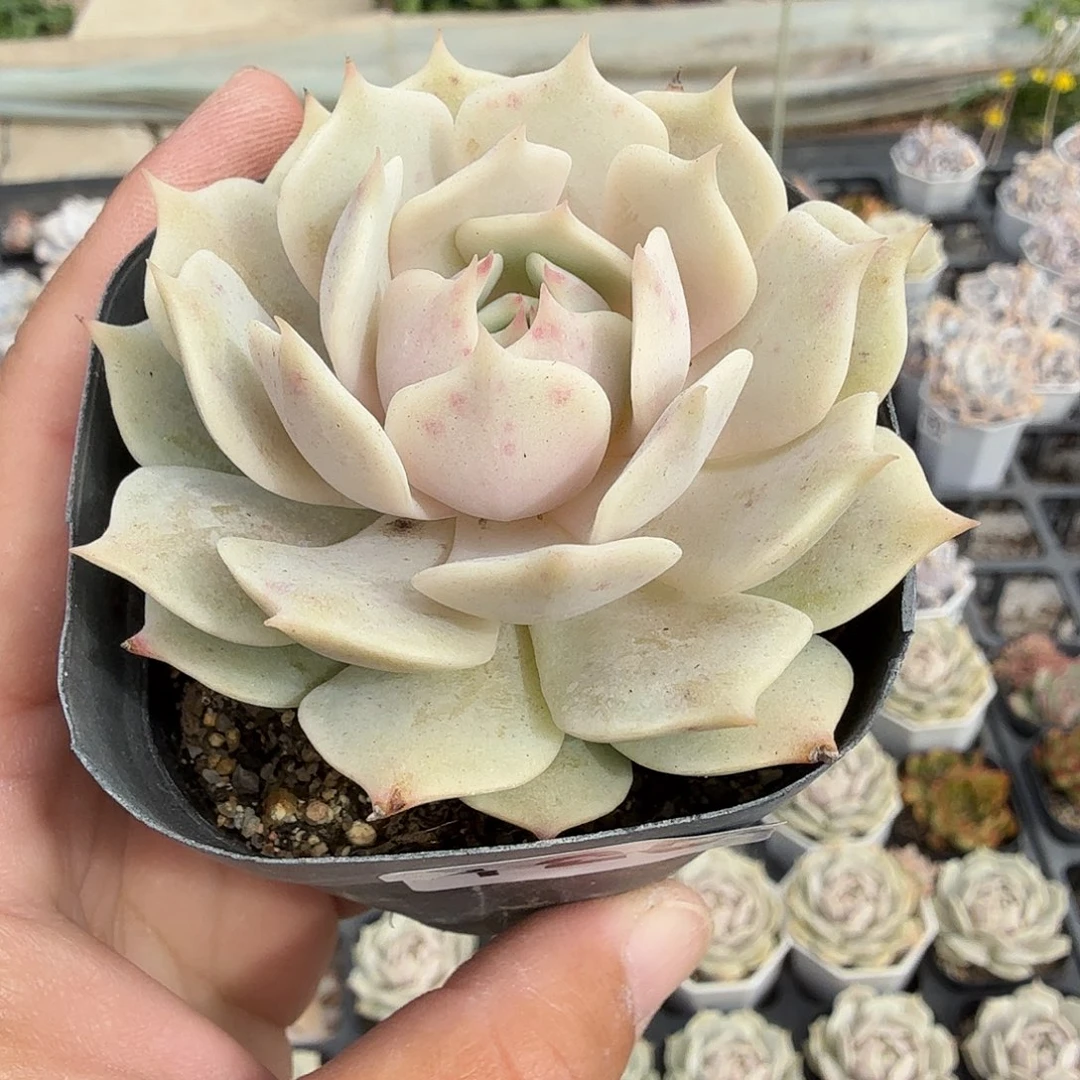 125六公分露娜莲满20包邮