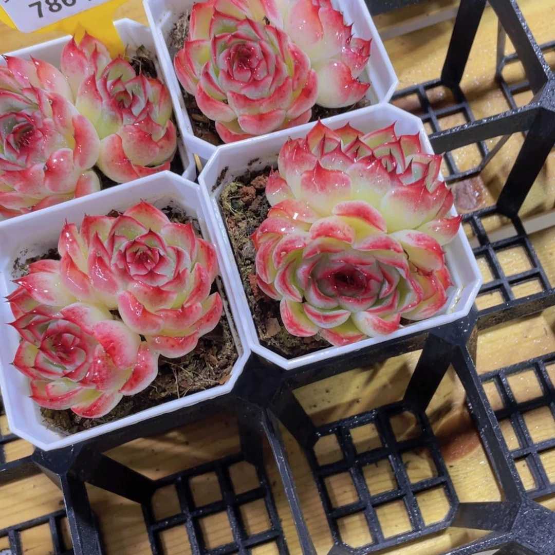 786号 睫毛糖心勾魂仙子双头一个