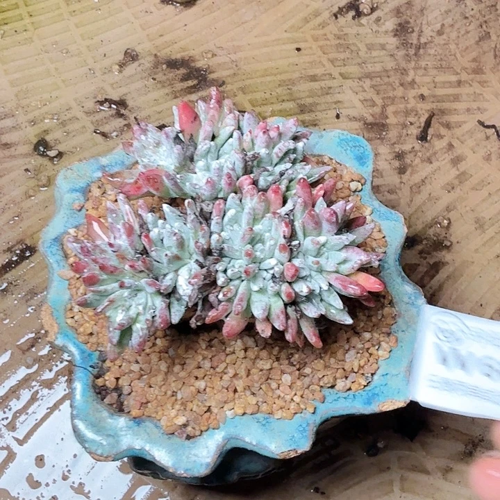 6030白菊杂交多肉