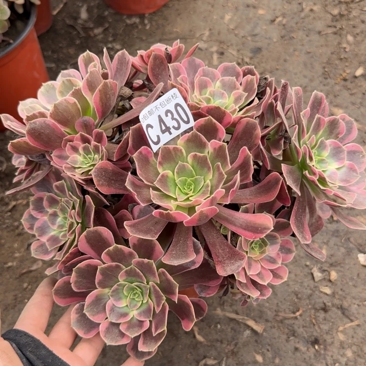 凤冠……多肉植物……